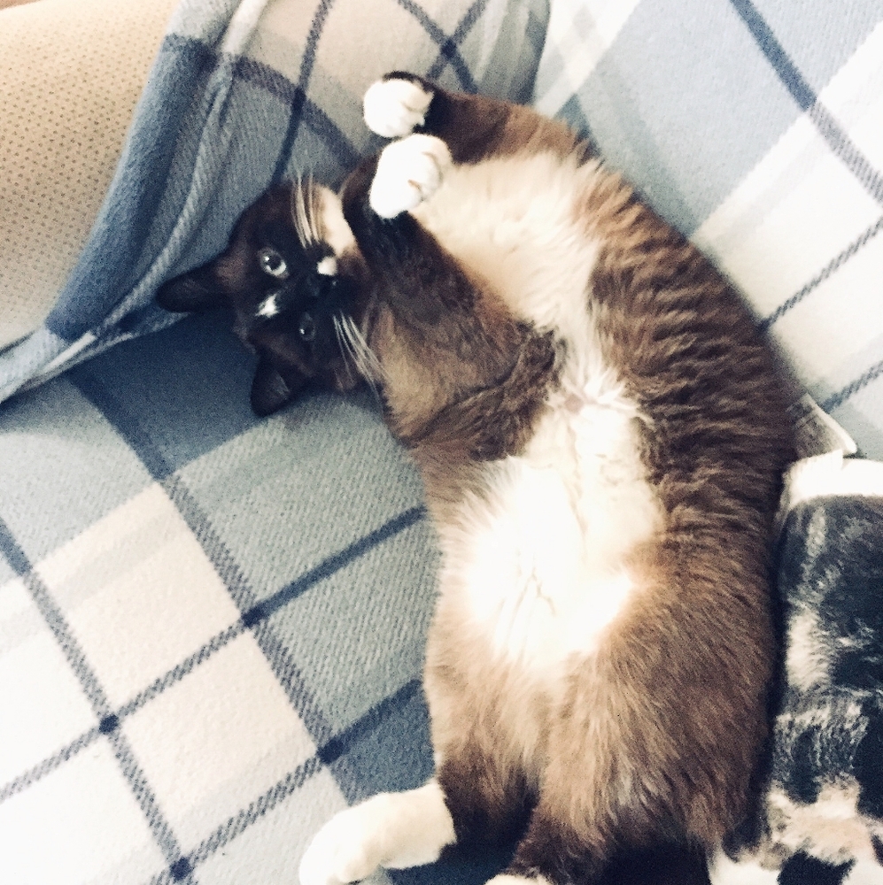 Meet your Posher, Shonnie